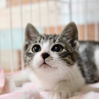 仲良し子猫兄弟、ショウくん