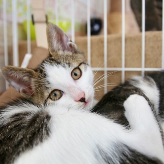 仲良し子猫兄弟、ミョウくん