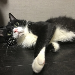 三本足の元気っ子！モモくん約2歳