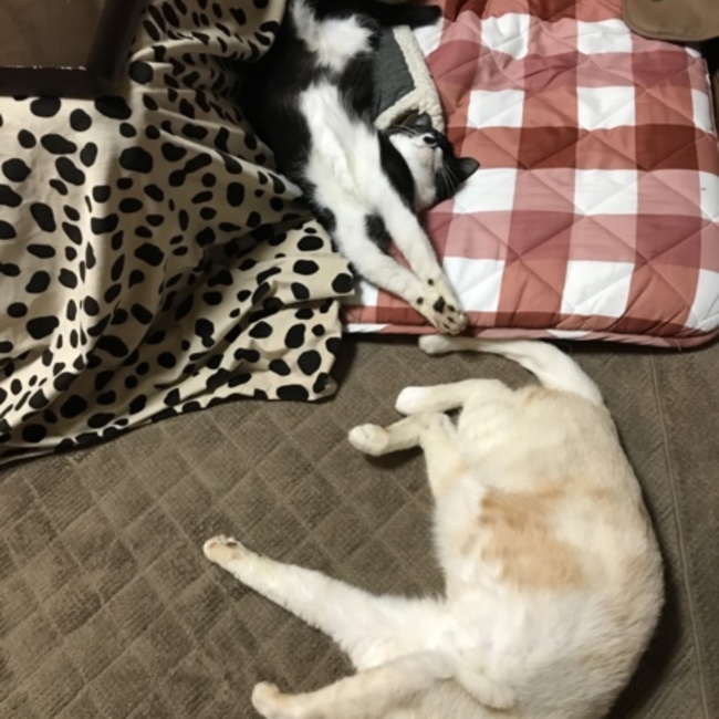 ぽこりなのカバー写真