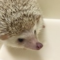 少し恥ずかしがり屋のシナモンカラーの子です