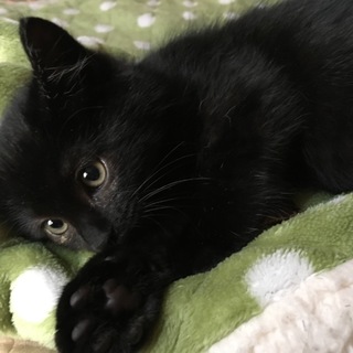 丸顔黒猫 2ヶ月おうちが決まりました。