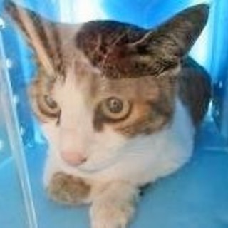 期限12/5！キジ白のお母さんねこ