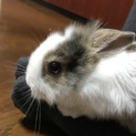 可愛い赤ちゃんウサギ