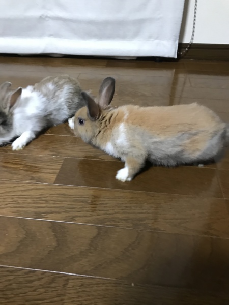 可愛い赤ちゃんウサギ 静岡県 小動物の里親募集 ペットのおうち 月間利用者150万人