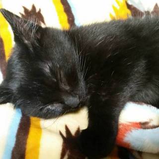 里親さん決定しました。ありがとうございます！