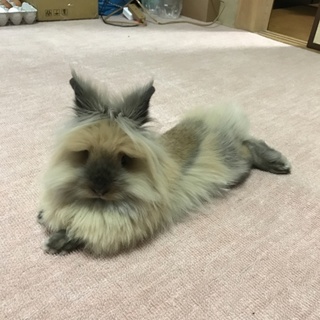 血統書付 かわいいライオンラビット