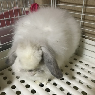 血統書付 モコモコアメリカンファジーロップ