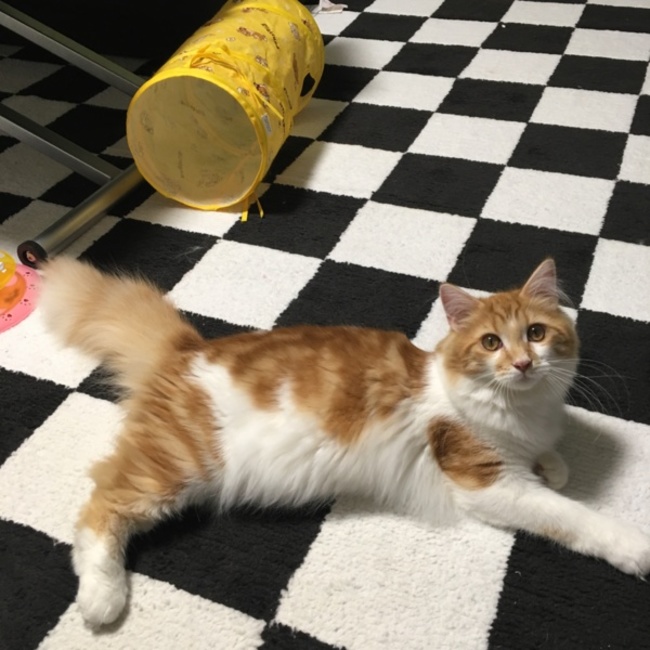 ビックベアーのカバー写真