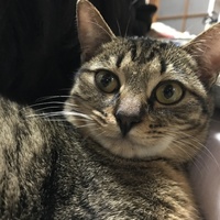 ぴーちゃん
