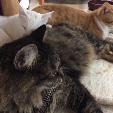 猫がぎゅー