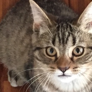 超甘えん坊さんの男の子