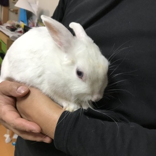 白うさぎ2歳
