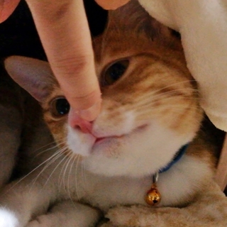 愛想よく飼いやすい兄弟（茶）です