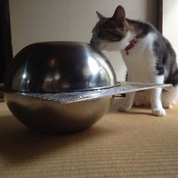 にゃんこ