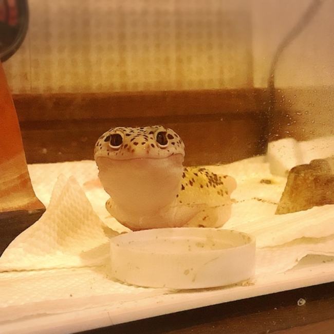 あげぽよよのカバー写真