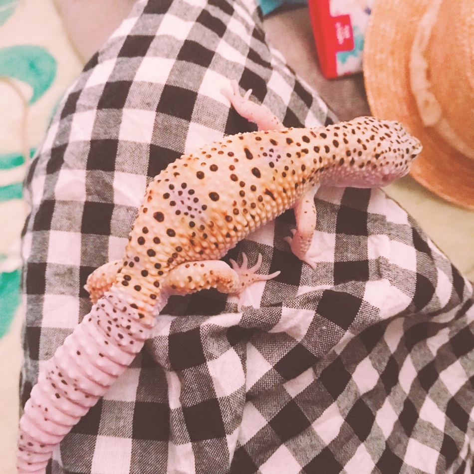 いずものカバー写真