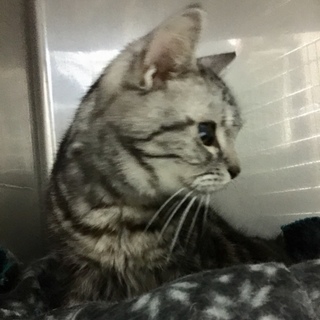 ここから出してあげたい！アメショーシニア