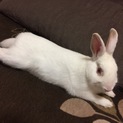 白ミニうさぎちゃん1歳半 大至急で募集しています！