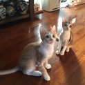 3ヶ月の子猫2匹
