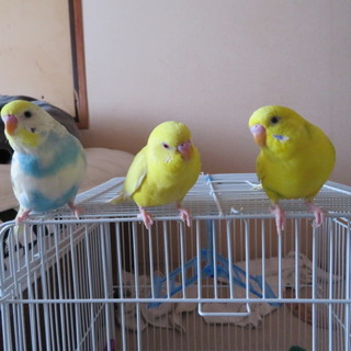 里親決定しました。