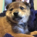 一時的保護☆生後2ヶ月程☆子犬メス☆雑種☆