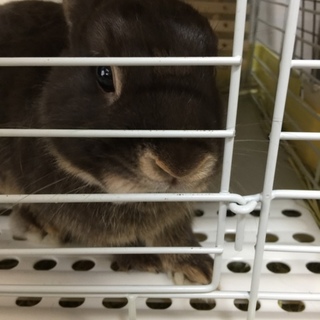 ネザーランドドワーフの男の子です