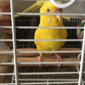 セキセイインコの女の子です