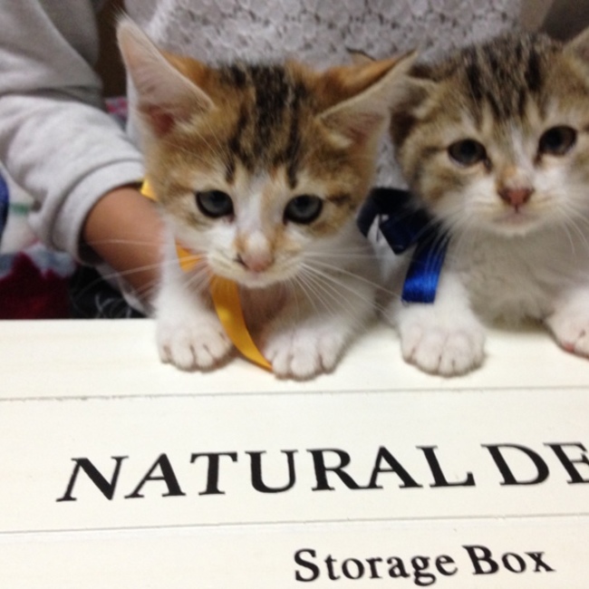 ほ☆しのカバー写真