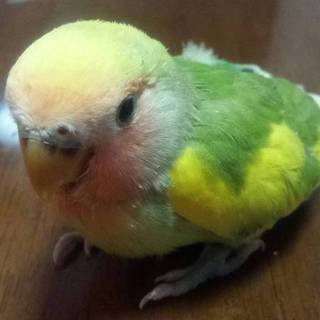 小桜インコ：手乗り幼鳥