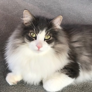 もふもふふわふわのイケメンくん