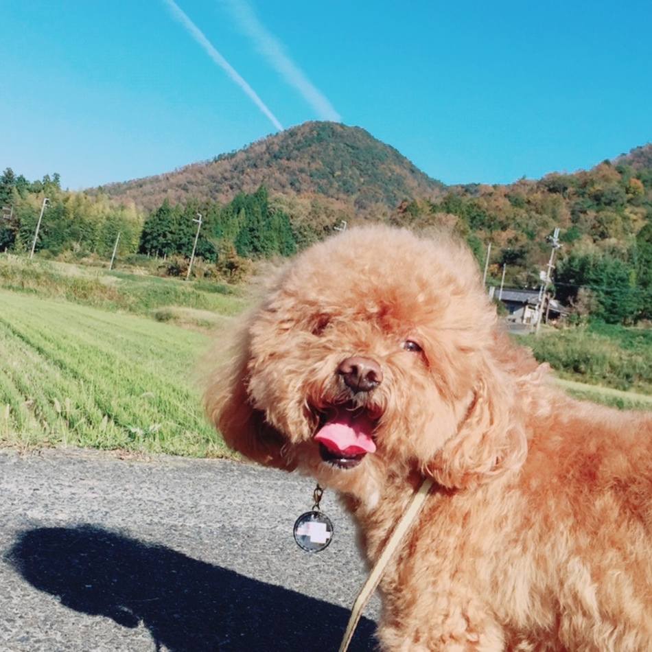 マリアのカバー写真