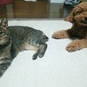 まりあとうめ
