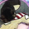 うつぶせ寝、大丈夫？