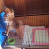 ミックス犬♀の里親を募集中です。 サムネイル7