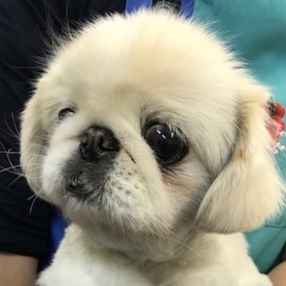 ペキニーズ　女の子