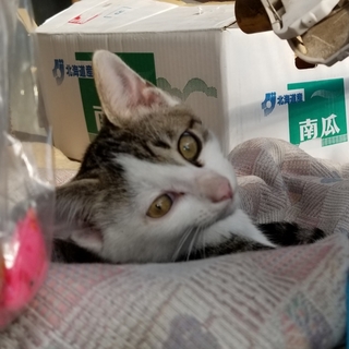 緊急！！家族になって下さい。