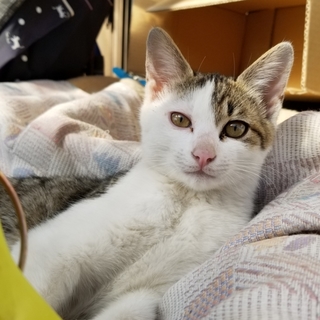 緊急！！家族になって下さい。