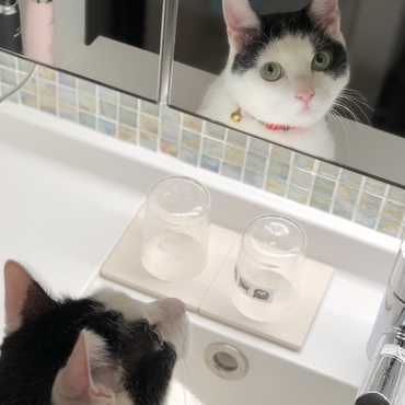 ぶー太郎の写真