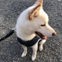 里親募集します‼️