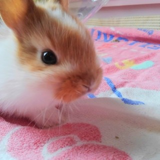 子うさぎ３羽の里親募集