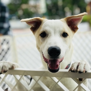 セリカ里親募集中