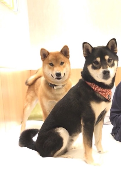 柴犬マニア さん ペットのおうち 月間利用者150万人