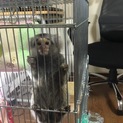 コモンマーモセット 里親探してます