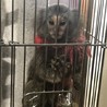 コモンマーモセット 里親探してます サムネイル2