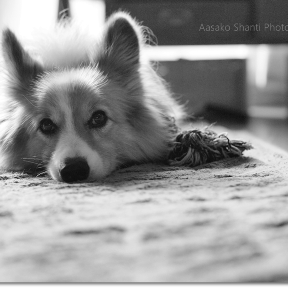 幸太郎のカバー写真