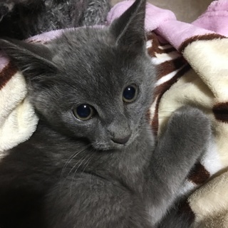 募集終了！グレ君の里親さま募集中