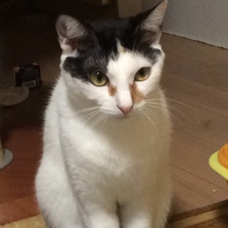 和美人の華恋お嬢様