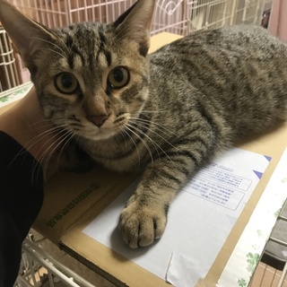 緊急里親募集中！！