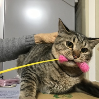 緊急里親募集中！！